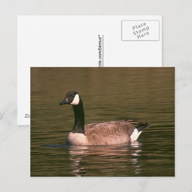 Postcard - Tranquil Goose (Front/Back)