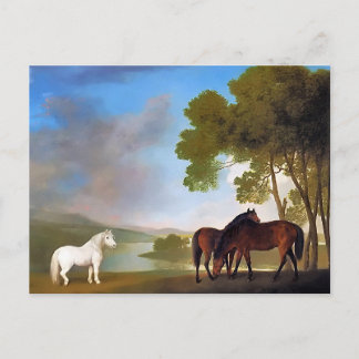 Postcard: Two Bay Mare & a Grey  Pony Postcard