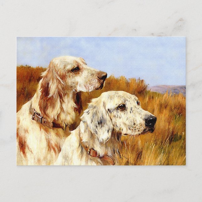 Postcard: Two Setters by Arthur Wardle Postcard (Front)