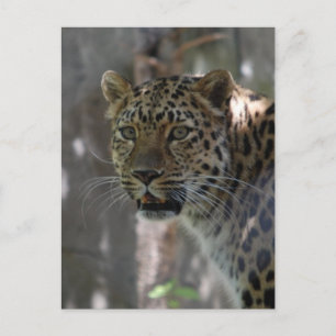 Postcard Vertical Template - Customized
