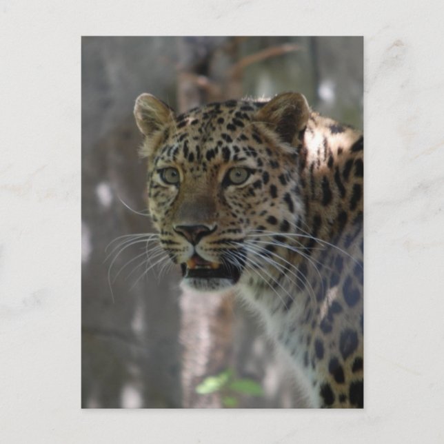 Postcard Vertical Template - Customized (Front)
