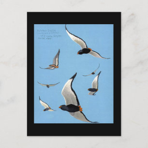 Postcard-Vintage Chicago Art-Abyssinian Birds 13 Postcard