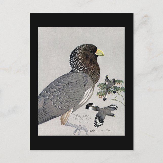 Postcard-Vintage Chicago Art-Abyssinian Birds 14 Postcard (Front)