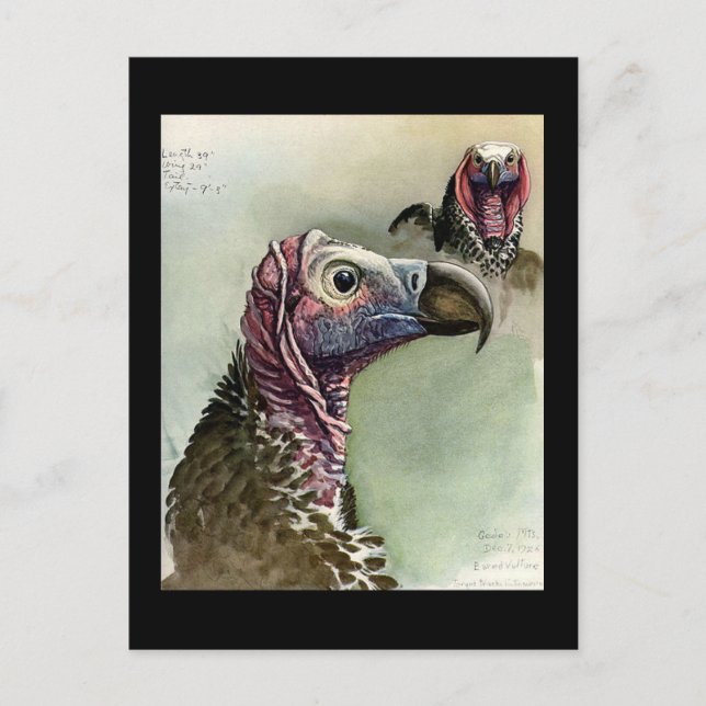 Postcard-Vintage Chicago Art-Abyssinian Birds 15 Postcard (Front)