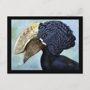 Postcard-Vintage Chicago Art-Abyssinian Birds 16 Postcard