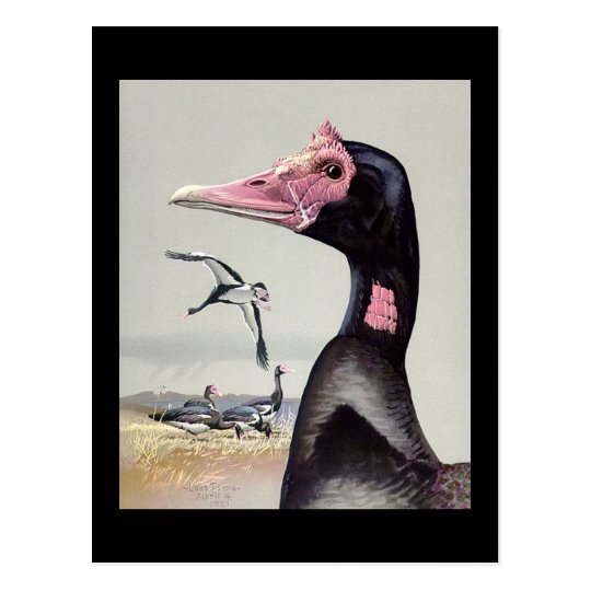 Postcard-Vintage Chicago Art-Abyssinian Birds 20 Postcard