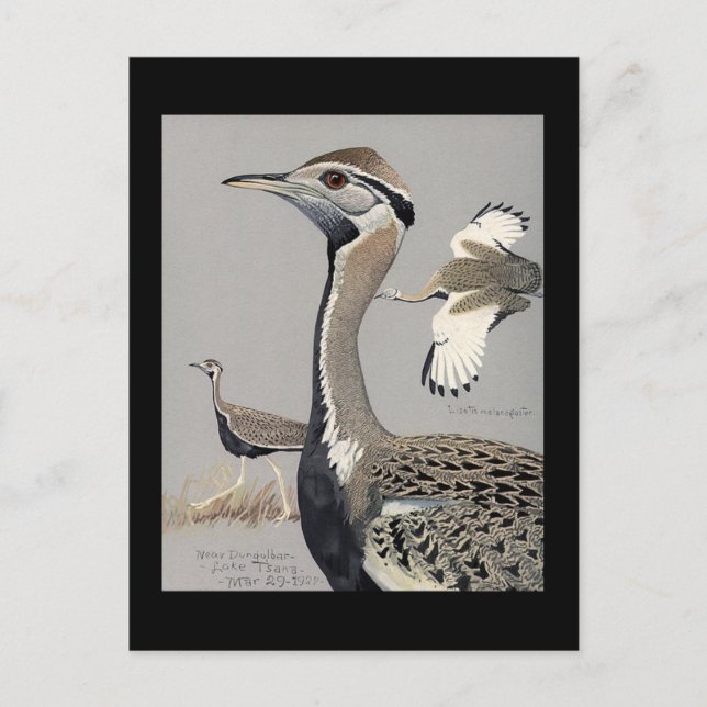 Postcard-Vintage Chicago Art-Abyssinian Birds 4 Postcard (Front)