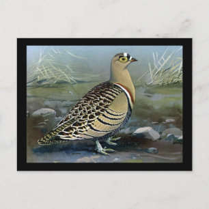 Postcard-Vintage Chicago Art-Abyssinian Birds 5 Postcard