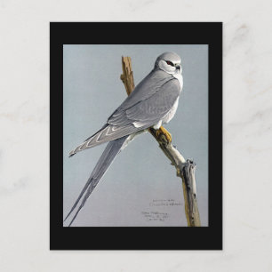 Postcard-Vintage Chicago Art-Abyssinian Birds 8 Postcard