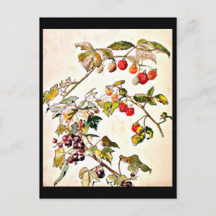 Postcard-Vintage Illustration-Beatrix Potter 9 Postcard