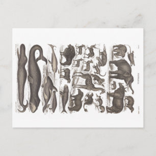 Postcard vintage natural history Mammals