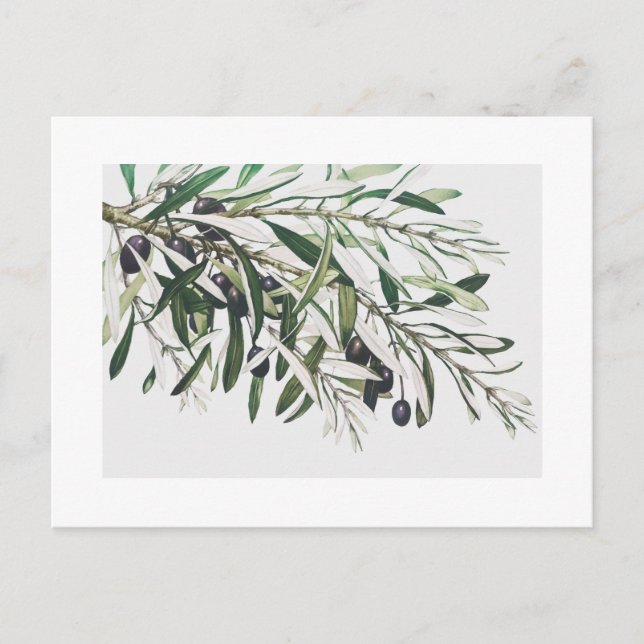 POSTCARD : VINTAGE OLIVE BRANCH (Front)