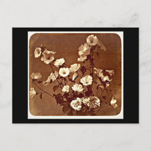 Postcard-Vintage Photography-Adolphe Braun 17 Postcard