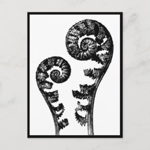 Postcard-Vintage Photography-Karl Blossfeldt 12 Postcard
