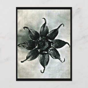 Postcard-Vintage Photography-Karl Blossfeldt 15 Postcard