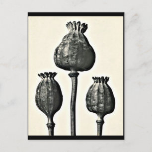 Postcard-Vintage Photography-Karl Blossfeldt 2 Postcard