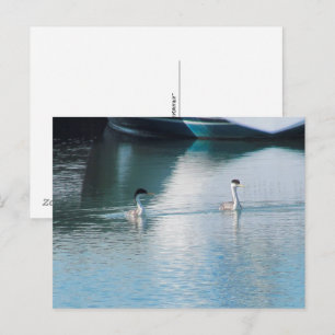 Postcard - Western Grebe in Harbour (hrz)