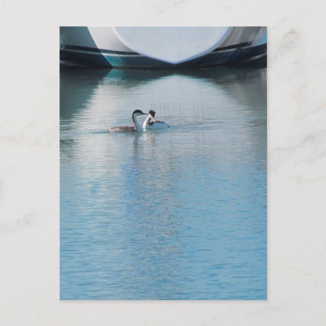 Postcard - Western Grebe in Harbour (vrt) (Front)