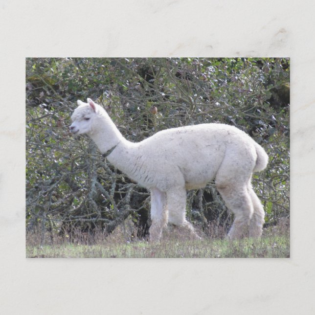 Postcard - White Alpaca (Front)