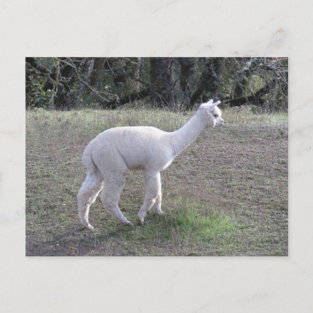 Postcard - White Alpaca in Sunlight (Front)
