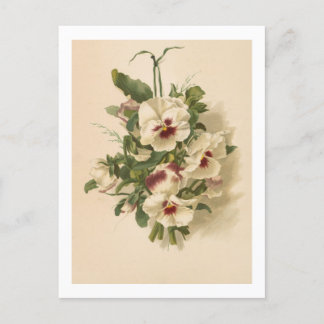 Postcard: White and Purple Pansies Postcard