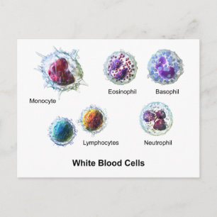 Postcard White Blood Cells Leukocytes Diagram