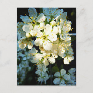 Postcard - White flowers
