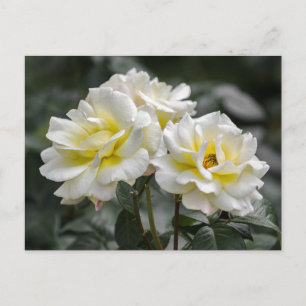 Postcard White Rose Photography