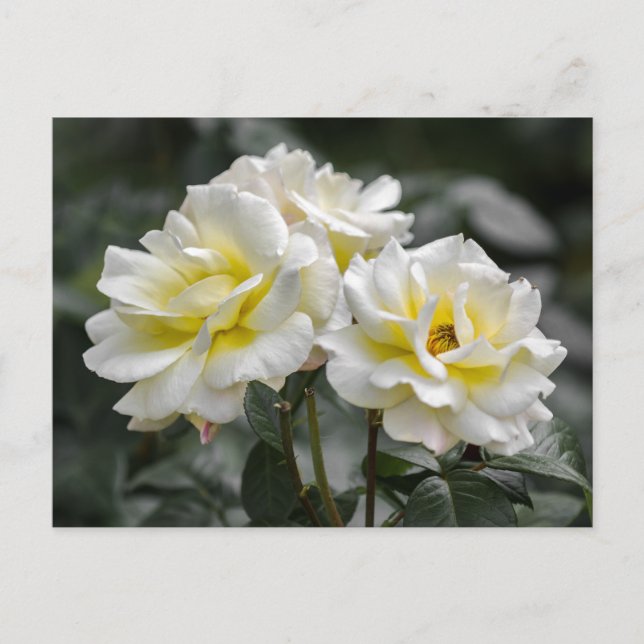 Postcard White Rose Photography (Front)