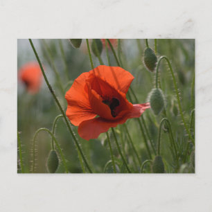 Postcard - Wild Red Poppy