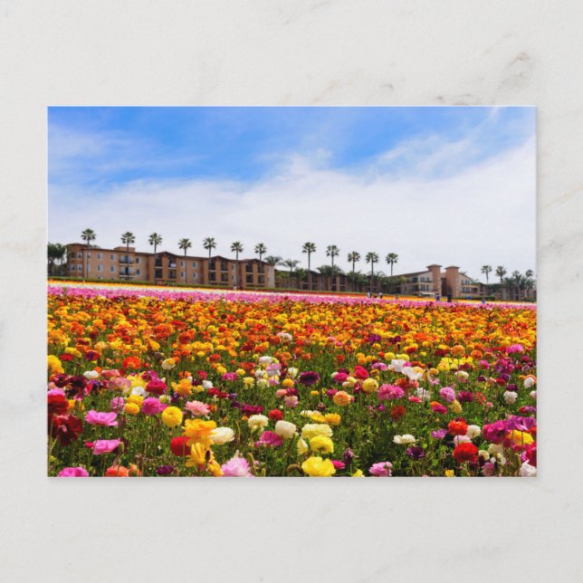 Postcard Wildflowers in Carlsbad (Front)