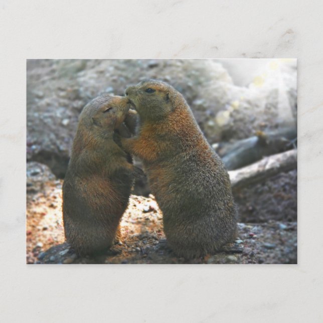Postcard with cute marmot couple (Front)