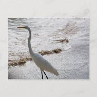 Postcard with egret in the water