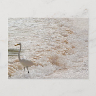 Postcard with Egret in the waves