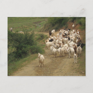 Postcard with goats