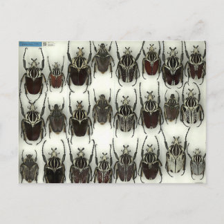 Postcard with Goliath beetles