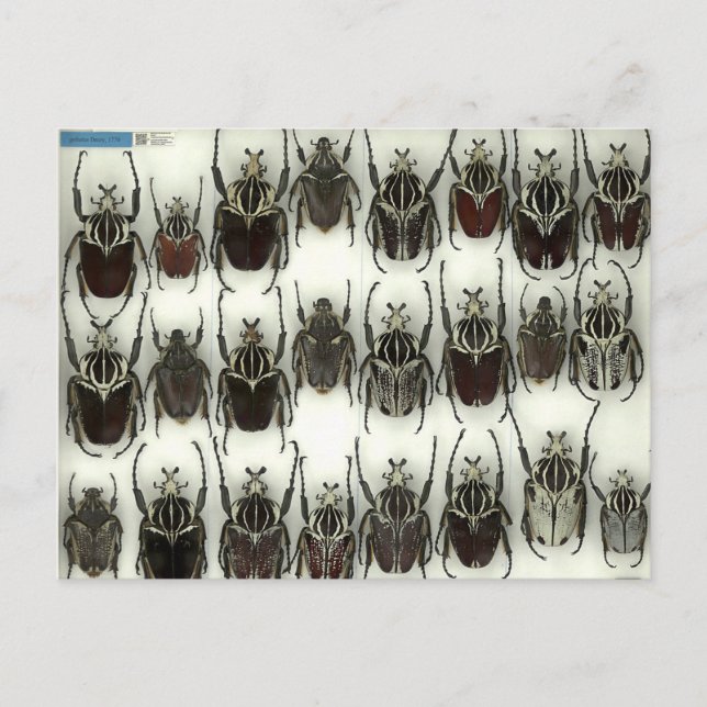 Postcard with Goliath beetles (Front)
