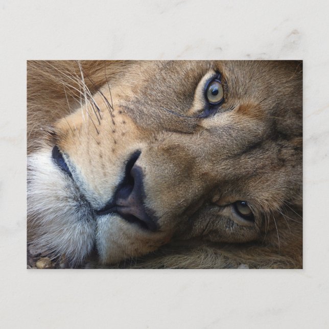 Postcard with lion (Front)