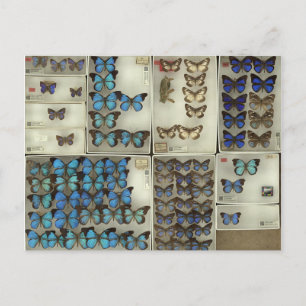 Postcard with Lycaenidae butterflies