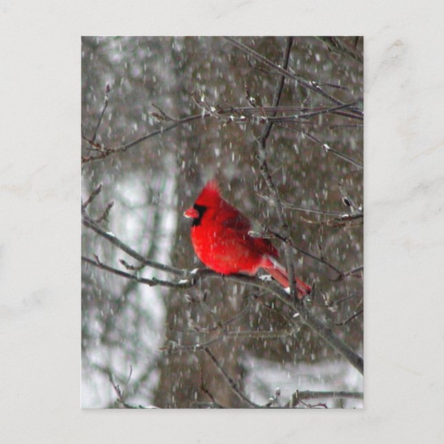 postcard with photo of male cardinal (Front)