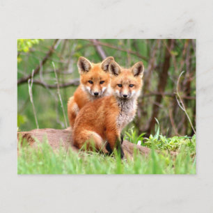 Postcard with photo of red fox kits