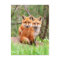 Postcard with photo of red fox kits