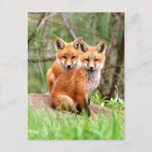 Postcard with photo of red fox kits