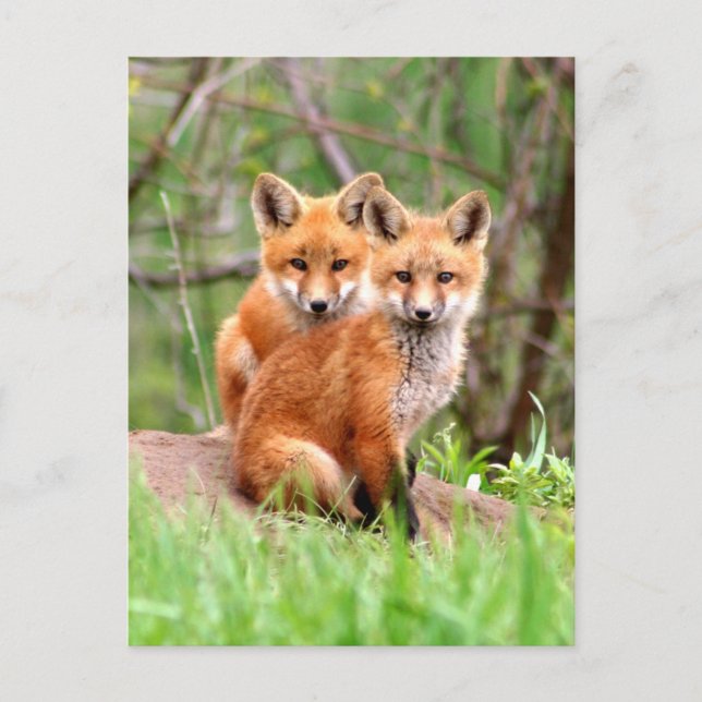Postcard with photo of red fox kits (Front)