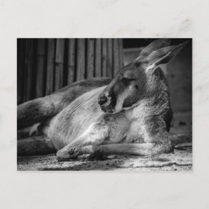 Postcard with Sleeping Kangaroo