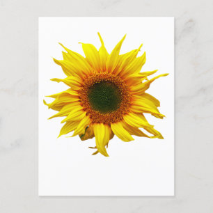 Postcard With Sunflower design