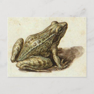 Postcard With Sweet Old Frog