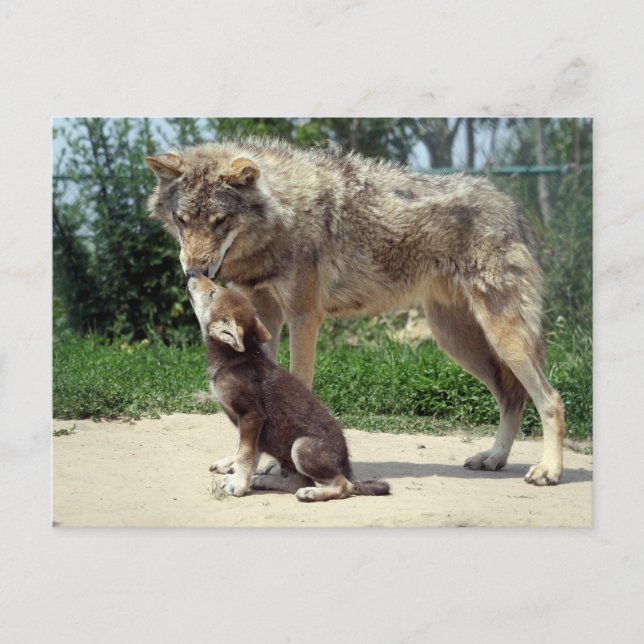 postcard wolf and pup (Front)