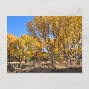 Postcard: Yellow Cottonwoods Postcard