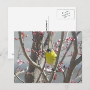 Postcard - Yellow Finch in Cherry Tree